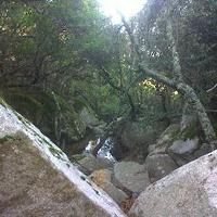 Reforestation Now (@reforestationow) 's Twitter Profile