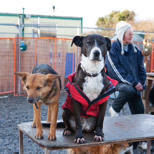 A registered charity ran by volunteers who dedicate their time to the rescue of animals.