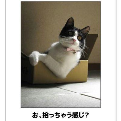 51acgiLBCDpBX59's profile picture. ダーツは再始動。最近のブームはマヌエル先生（D.ManueL）とYouTubeのねこのマサDIY(nekonomasa_DIY) 、武将猫のチャチャ、RINさん(相方R殿)の配信を見ること。ガンダムはファースト。新米Ado民、壺軍団長、そこそこのサウナーwホームはフタバ湯。ポンコツですが楽しくやってます。