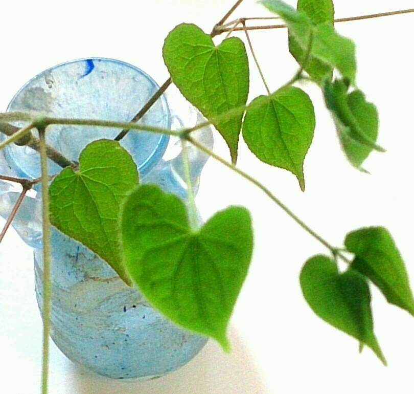 A_yuca's profile picture. 