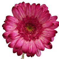 Avon Valley Floral (@avonvalleyf) 's Twitter Profile