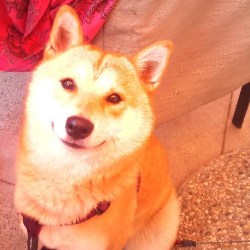 zo_vasileva's profile picture. 