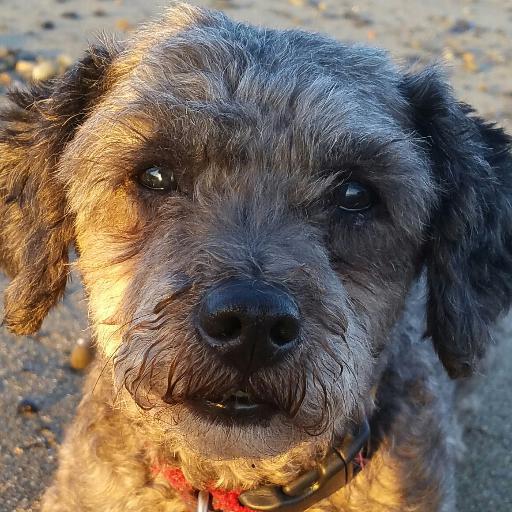 Sailor, Dog Excursionist, Episcopalian, and more.