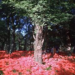 green57earth's profile picture. 2008年春 映画館でONE PIECE のエンディング『ウィーアー!』を聞いて東方神起のファンに🎈家族皆Bigeast❤️そして 2023年1月からK4も応援中💜