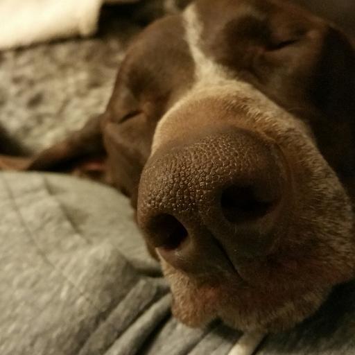 Im a German Shorthaired Pointer from Sydney, living in Auckland - Life is hard.