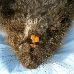 brukleniteagu's profile picture. 