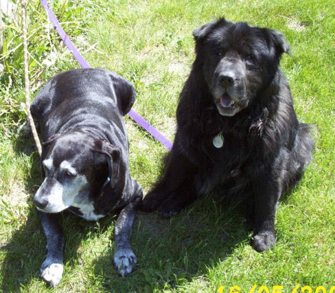 Pokeydog's profile picture. Dog Lover, Quilting, crochet, Dolls, reading, walking, movies, gardening, Elton John