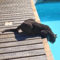 pcfaustino's profile picture. 