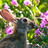 birdswildlife's profile image