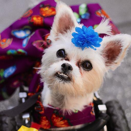 I'm a cute, adorable Pekingese / Maltese Mix. I was born on 8/10/13. My front paws don't work but I can do anything I put my mind to. FACEBOOK: Little Miss Lexi