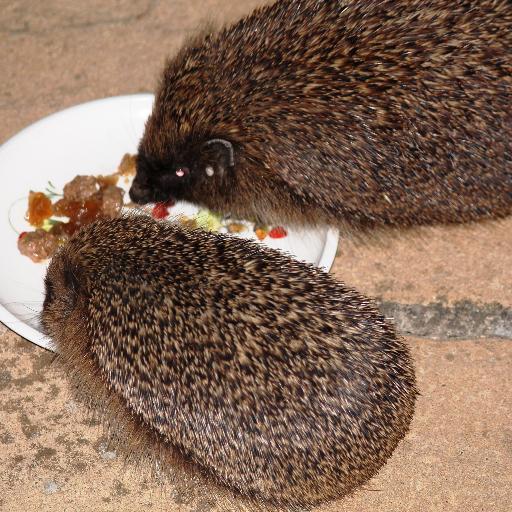 We're a Hove-based 'Hedgehog Street' project, working with the community to help our hedgehogs thrive. Proud to be supporting and doing research too.