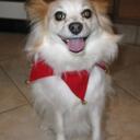 Steven Halvorson - @preuss01 - Twitter