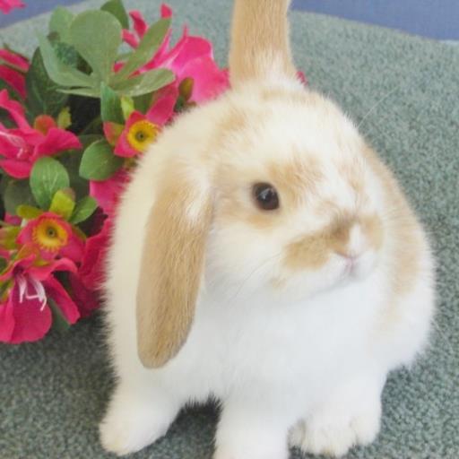 309coconut's profile picture. 動物と音楽が大好きです！お休みの日にはひたすら愛犬とじゃれています（笑） I love music and animals. I play with my cute dog on an off day!!