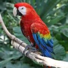 TiWim31337's profile picture. Parrot