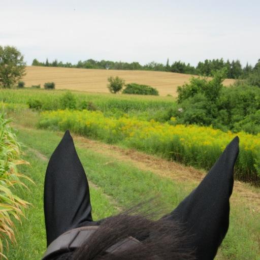 Teacher librarian, dedicated student, union activist, feminist.  Love horses, the outdoors, photography and my garden