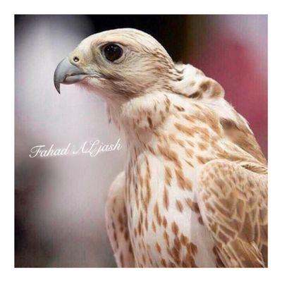 AL_qahtani_555's profile picture. 