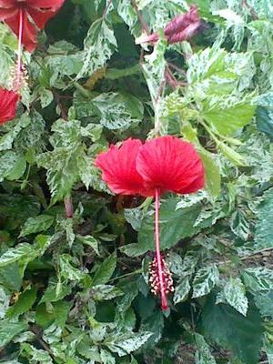 kizzybaht's profile picture. International trader, Import Export Business,Owner and CEO of Kodesh Magazine..I am just a voice crying in the wind