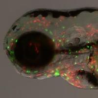 MeijerLab (@meijerlab) 's Twitter Profile