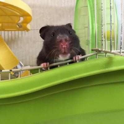 おはぎ こまめ ハムスター 無事に埋葬できました みんなが作ってくれた木箱に いつものようにちぎった新聞紙をいれて 大好物のキャベツ バナナ カシューナッツ 焼き芋 コーン ヒマワリのタネ 庭のパンジー はぎちゃんのすきなもので囲んであげて おはぎ こまめ ハムスター 無事に埋葬できました みんなが作ってくれた木箱に いつものようにちぎった新聞紙をいれて 大好物のキャベツ バナナ カシューナッツ 焼き芋 コーン ヒマワリのタネ 庭のパンジー はぎちゃんのすきなもので囲んであげて