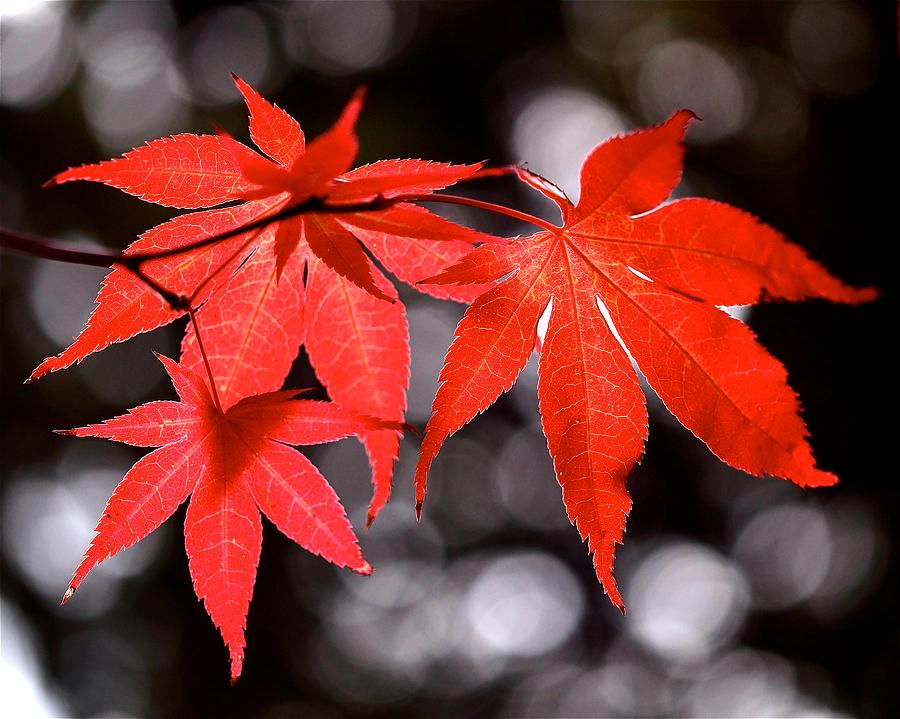 fallmaple0897's profile picture. 가을 알록달록 단풍이 여기저기~ 시간 참 빠르네요~ㅎ 행복하세요~ 맞팔환영~ 맞팔100% #tbre