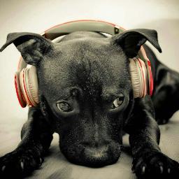 zapzap10101010's profile picture. 