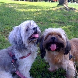 Ntdai's profile picture. 毎日、少しずつフォローして下さる方が増えています。 とてもうれしく思っています。本当にありがとうございます。 1000人のフォロワーさんを目指します！