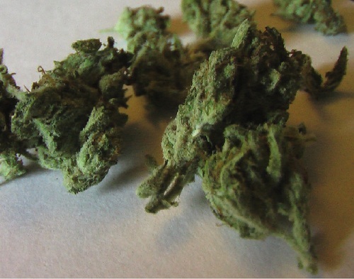 CAstoner's profile picture. Me n' Mary Jane, sittin' in a tree...