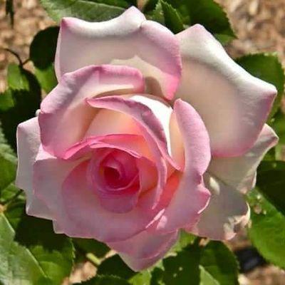 AkashNehalhasan's profile picture. 