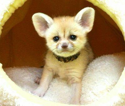 Rabi_fennecさんのプロフィール画像