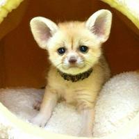 Rabi_fennec (@happykamikami) 's Twitter Profile Photo Rabi_fennec (@happykamikami) 's Twitter Profile Photo