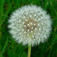 Kelvin F.Long (@taraxacum2100) 's Twitter Profile