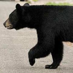 spartabear's profile picture. Just a gentle black bear trying to make it through in this NOVA life.  #WSSpartans #PandaCam! #GoBears! #GoCubs! #GoGrizzlies! #GoBruins! #BlackBears!