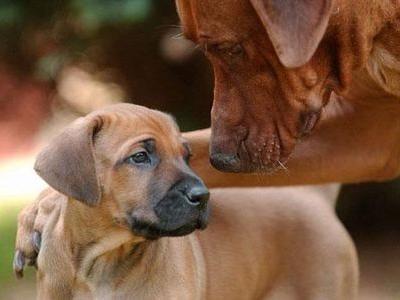 犬好きの30歳リーマンですwシェパードとかアフガンハウンドみたいなちょっと前の金持ちが好きそうな犬が好き。単純にカッコいいもんね☆実際に飼ってはいないけど、犬好き友達増やせたらなって思ってますのでどんどん絡んでください。
http://t.co/sUugQIHKVp