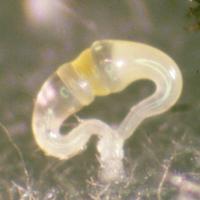 Phycomyces (@phycomyces1) 's Twitter Profile