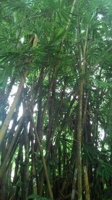 JimanJ's profile picture. YNWA