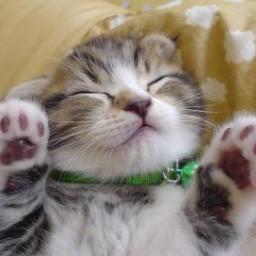 かわいい子猫 Guhetesijec Twitter かわいい子猫 Guhetesijec Twitter