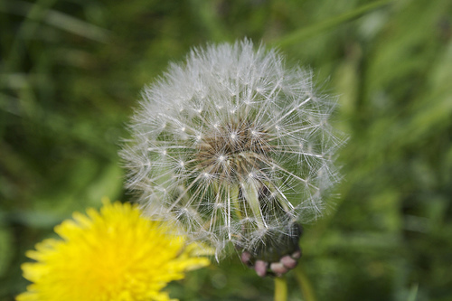 Plant your dreams with Dandelion Dreams, Inc.  A non-profit Ohio organization focused on making dreams  happen in the environment, families, and community.