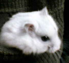 Yamaneko5_7_5 Profile Picture
