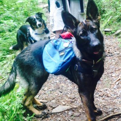 Actionk9nw1's profile picture. Dog Training and boarding. Obedience competition and more.