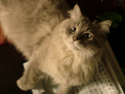 tomo_Gato's profile picture. 2011.11西心斎橋、日宝サンフラワービル1F. bar Gato