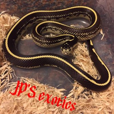 I'm a guy with an extreme passion for animals. wether it be snakes, spiders, scorpions, you name it, I love them all to death, and spend my life around them.
