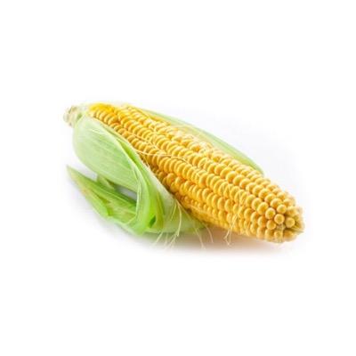 just a complicated corn trying my best not to become your next meal