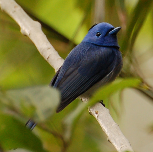 dodob's profile picture. 