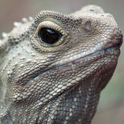 tuataratim's profile picture. jufiodpsajfisadfjdsiopfdsajifdsfjasdoipfdsa