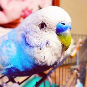 セキセイインコのパップちゃんです。動く止まり木レーチ（飼い主）との日常をセキララにさえずるとり。無言フォローしますが許してくださいな！いろんな趣味の人とよろしくしたいとり〜なので鳥以外のことも流れます！ 素敵なヘッダーは@KindaStaleGoat様より頂きました✨：https://t.co/zJ93AMXhDf