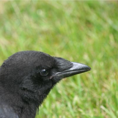 Trumpet_Major's profile picture. I don't know why I bother really I mean honestly.