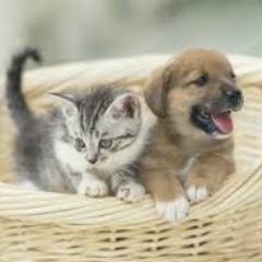 犬・猫用品専門店 SALUD サルーです☆ 日本では珍しい、手に入りづらい商品などを厳選して展開しております。海外直送のため、価格もお手頃で高品質な商品を提供できています☆ ぜひ3分だけ立ち寄ってみてください^^