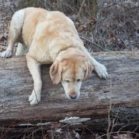whiteoakwoodworker (@wowoodworker) 's Twitter Profile