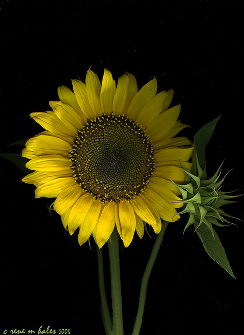 bubbles01's profile picture. 