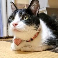 ジジにゃん (@jiji_mike) 's Twitter Profile